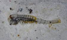 &Sigma;&pi;ά&nu;&iota;&alpha; &alpha;&pi;&omicron;&lambda;&iota;&theta;ώ&mu;&alpha;&tau;&alpha; &sigma;&tau;&eta;&nu; &Kappa;ί&nu;&alpha; &alpha;&pi;&omicron;&kappa;&alpha;&lambda;ύ&pi;&tau;&omicron;&upsilon;&nu; &zeta;&omega;ή &mu;&epsilon;&tau;ά &alpha;&pi;ό &alpha;&rho;&chi;&alpha;ί&alpha; &mu;&alpha;&zeta;&iota;&kappa;ή &epsilon;&xi;&alpha;&phi;ά&nu;&iota;&sigma;&eta;