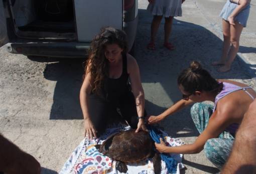 Νεαρή θαλάσσια χελώνα βρήκε σωτηρία χάρη στο δίκτυο εθελοντών