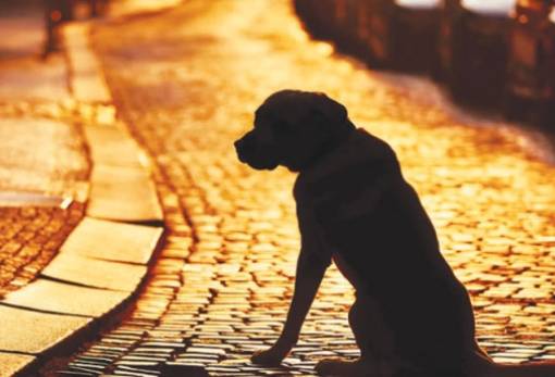 Συνελήφθη άνδρας στους Μολάους για παραμέληση δύο σκύλων