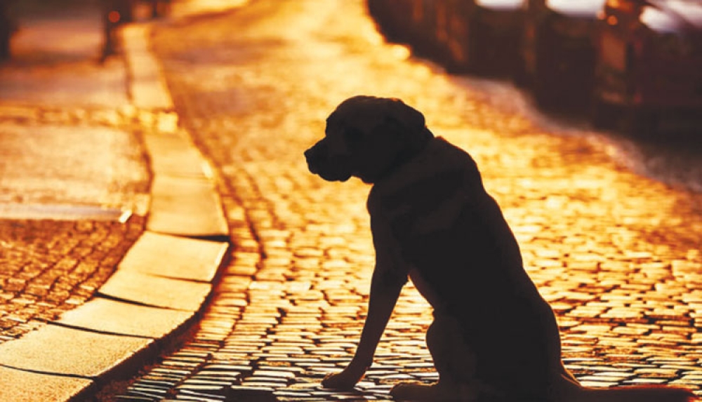 &Sigma;&upsilon;&nu;&epsilon;&lambda;ή&phi;&theta;&eta; ά&nu;&delta;&rho;&alpha;&sigmaf; &sigma;&tau;&omicron;&upsilon;&sigmaf; &Mu;&omicron;&lambda;ά&omicron;&upsilon;&sigmaf; &gamma;&iota;&alpha; &pi;&alpha;&rho;&alpha;&mu;έ&lambda;&eta;&sigma;&eta; &delta;ύ&omicron; &sigma;&kappa;ύ&lambda;&omega;&nu;