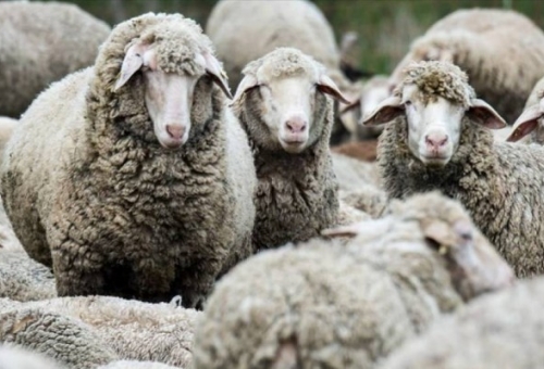 132 εστίες καταρροϊκού πυρετού στη Λακωνία