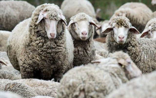 132 &epsilon;&sigma;&tau;ί&epsilon;&sigmaf; &kappa;&alpha;&tau;&alpha;&rho;&rho;&omicron;ϊ&kappa;&omicron;ύ &pi;&upsilon;&rho;&epsilon;&tau;&omicron;ύ &sigma;&tau;&eta; &Lambda;&alpha;&kappa;&omega;&nu;ί&alpha;