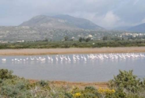 Καταφύγια πτηνών Δέλτα Ευρώτα, Ελαφόνησος, Γέρακας