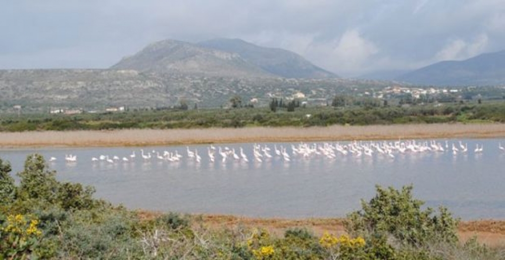 Καταφύγια πτηνών Δέλτα Ευρώτα, Ελαφόνησος, Γέρακας