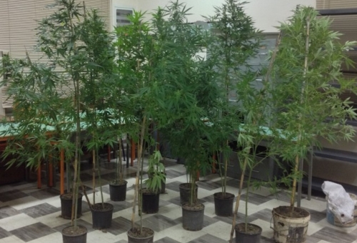 Χασισοφυτεία με 17 δενδρύλλια στη Μονεμβασιά