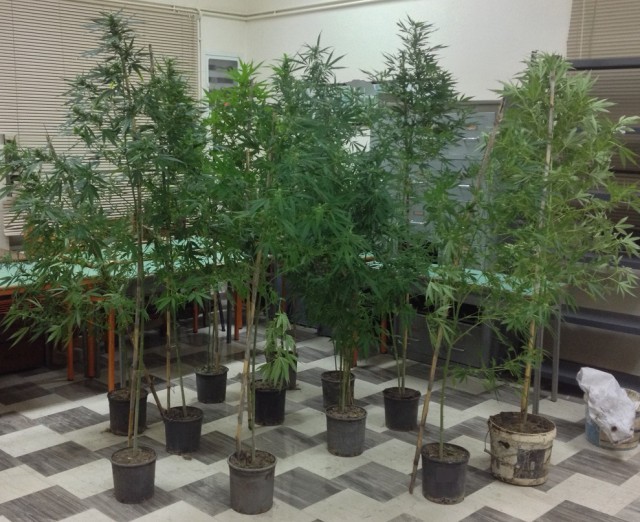 &Chi;&alpha;&sigma;&iota;&sigma;&omicron;&phi;&upsilon;&tau;&epsilon;ί&alpha; &mu;&epsilon; 17 &delta;&epsilon;&nu;&delta;&rho;ύ&lambda;&lambda;&iota;&alpha; &sigma;&tau;&eta; &Mu;&omicron;&nu;&epsilon;&mu;&beta;&alpha;&sigma;&iota;ά