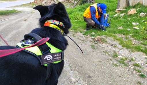 &Theta;&alpha;&nu;ά&sigma;&iota;&mu;&eta; &pi;&alpha;&gamma;ί&delta;&alpha; &sigma;&tau;&omicron;&nu; &Pi;ά&rho;&nu;&omega;&nu;&alpha; &mu;&epsilon; 95 &phi;ό&lambda;&epsilon;&sigmaf; &sigma;&epsilon; 20 &chi;&iota;&lambda;&iota;ό&mu;&epsilon;&tau;&rho;&alpha;