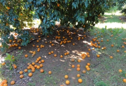Έως 30/9 οι αιτήσεις για αποζημιώσεις στον ΕΛΓΑ
