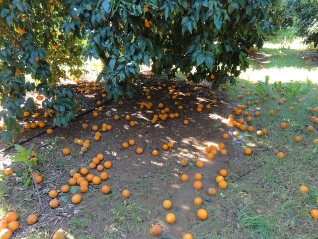 Έ&omega;&sigmaf; 30/9 &omicron;&iota; &alpha;&iota;&tau;ή&sigma;&epsilon;&iota;&sigmaf; &gamma;&iota;&alpha; &alpha;&pi;&omicron;&zeta;&eta;&mu;&iota;ώ&sigma;&epsilon;&iota;&sigmaf; &sigma;&tau;&omicron;&nu; &Epsilon;&Lambda;&Gamma;&Alpha;