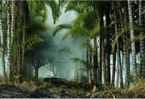 Παράνομη σχεδόν όλη η αποψίλωση του δάσους του Αμαζονίου