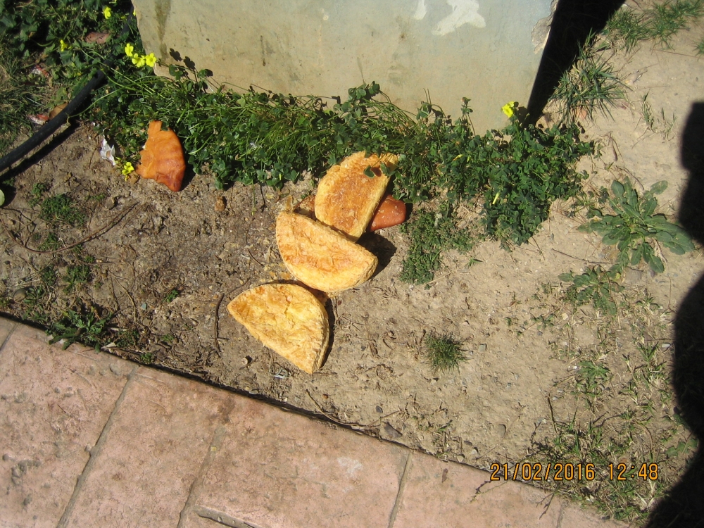 &Zeta;&omega;&omicron;&phi;&iota;&lambda;ί&alpha; &delta;&epsilon;&nu; &epsilon;ί&nu;&alpha;&iota; &tau;&alpha; &alpha;&pi;&omicron;&phi;ά&gamma;&iota;&alpha; &kappa;&alpha;&iota; &tau;&omicron; &laquo;&sigma;&kappa;&omicron;&upsilon;&pi;&iota;&delta;&omicron;&phi;&alpha;&gamma;&eta;&tau;ό&raquo;&hellip;