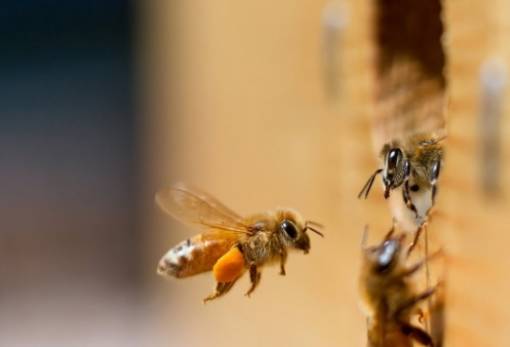 Οι μέλισσες «μετρούν» από αριστερά προς τα δεξιά, σύμφωνα με νέα μελέτη