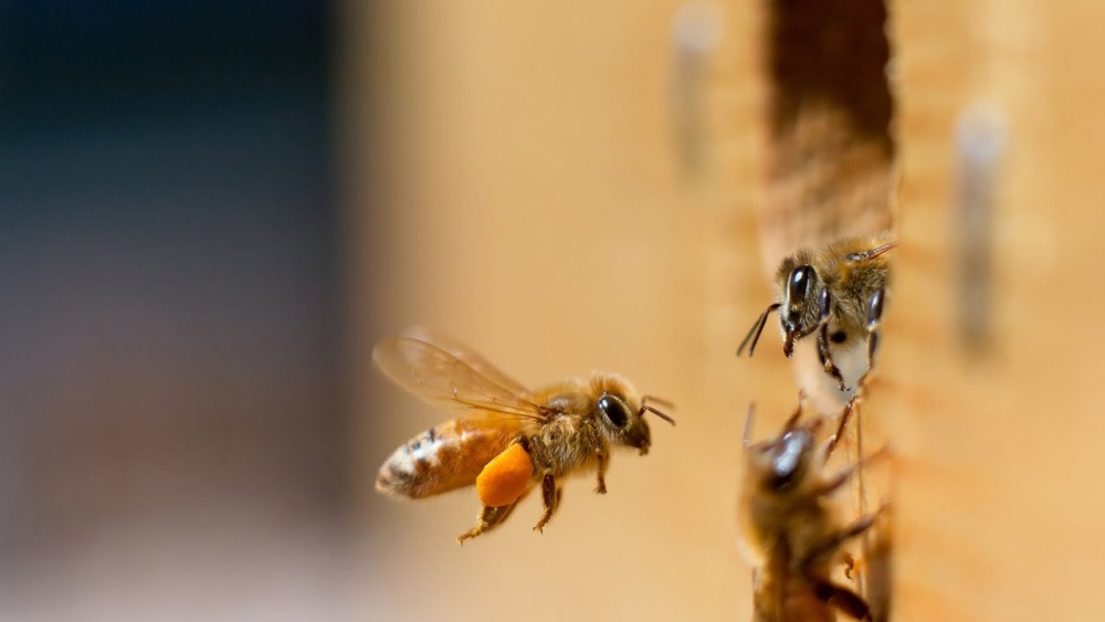 &Omicron;&iota; &mu;έ&lambda;&iota;&sigma;&sigma;&epsilon;&sigmaf; &laquo;&mu;&epsilon;&tau;&rho;&omicron;ύ&nu;&raquo; &alpha;&pi;ό &alpha;&rho;&iota;&sigma;&tau;&epsilon;&rho;ά &pi;&rho;&omicron;&sigmaf; &tau;&alpha; &delta;&epsilon;&xi;&iota;ά, &sigma;ύ&mu;&phi;&omega;&nu;&alpha; &mu;&epsilon; &nu;έ&alpha; &mu;&epsilon;&lambda;έ&tau;&eta;