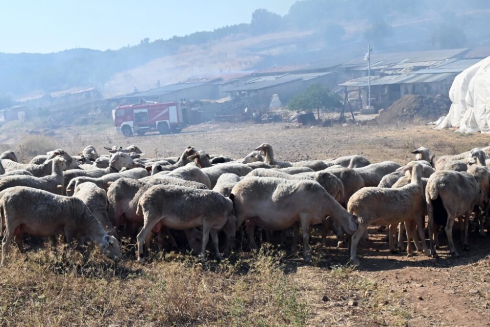 &Sigma;&epsilon; &epsilon;&iota;&delta;&iota;&kappa;ή &kappa;&iota;&nu;&eta;&tau;&omicron;&pi;&omicron;ί&eta;&sigma;&eta; &eta; &Alpha;&rho;&kappa;&alpha;&delta;ί&alpha; &gamma;&iota;&alpha; &tau;&eta;&nu; &epsilon;&upsilon;&lambda;&omicron;&gamma;&iota;ά &tau;&omega;&nu; &alpha;&iota;&gamma;&omicron;&pi;&rho;&omicron;&beta;ά&tau;&omega;&nu;