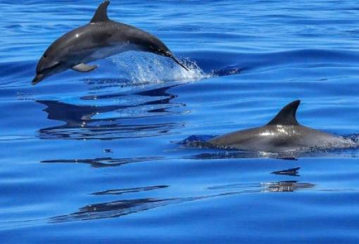 Ο πόλεμος στην Ουκρανία σκοτώνει και τα δελφίνια στη Μαύρη Θάλασσα