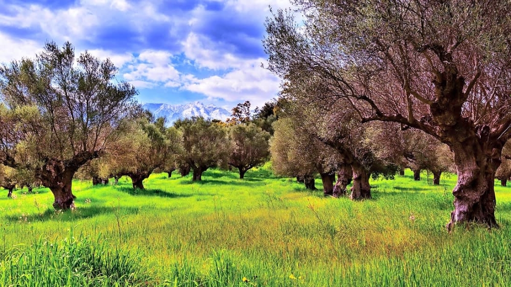 &Zeta;&omicron;&phi;&epsilon;&rho;ά &tau;&alpha; &sigma;&epsilon;&nu;ά&rho;&iota;&alpha; &gamma;&iota;&alpha; &tau;&omicron;&upsilon;&sigmaf; &epsilon;&lambda;&alpha;&iota;ώ&nu;&epsilon;&sigmaf; &sigma;&tau;&eta;&nu; &Pi;&epsilon;&lambda;&omicron;&pi;ό&nu;&nu;&eta;&sigma;&omicron;