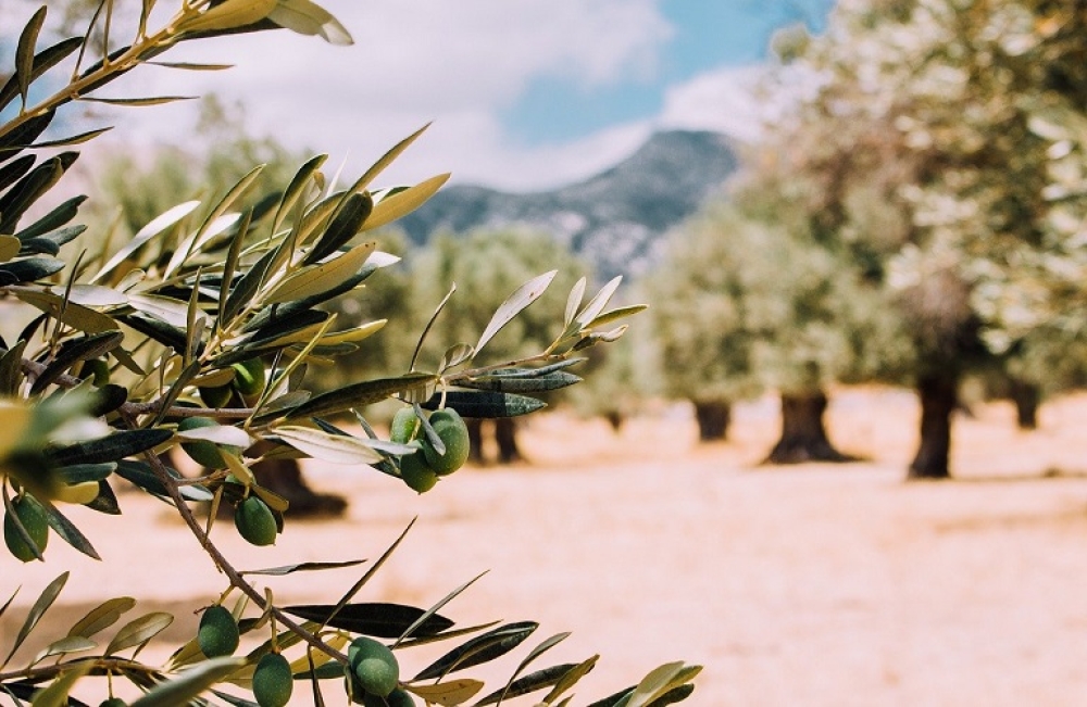 &Epsilon;&nu;&eta;&mu;έ&rho;&omega;&sigma;&eta; &gamma;&iota;&alpha; &phi;&upsilon;&tau;&omicron;&pi;&rho;&omicron;&sigma;&tau;&alpha;&sigma;ί&alpha; &tau;&eta;&sigmaf; &epsilon;&lambda;&iota;ά&sigmaf; &kappa;&alpha;&iota; &delta;ά&kappa;&omicron; &sigma;&tau;&eta;&nu; &Pi;&alpha;&lambda;&alpha;&iota;&omicron;&pi;&alpha;&nu;&alpha;&gamma;&iota;ά