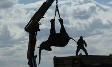 Ό&tau;&alpha;&nu; &eta; &pi;&rho;&omicron;&sigma;&tau;&alpha;&sigma;ί&alpha; &tau;&omega;&nu; &epsilon;&lambda;&epsilon;&phi;ά&nu;&tau;&omega;&nu; &mu;&epsilon;&tau;&alpha;&tau;&rho;έ&pi;&epsilon;&tau;&alpha;&iota; &sigma;&epsilon; &epsilon;&phi;&iota;ά&lambda;&tau;&eta;