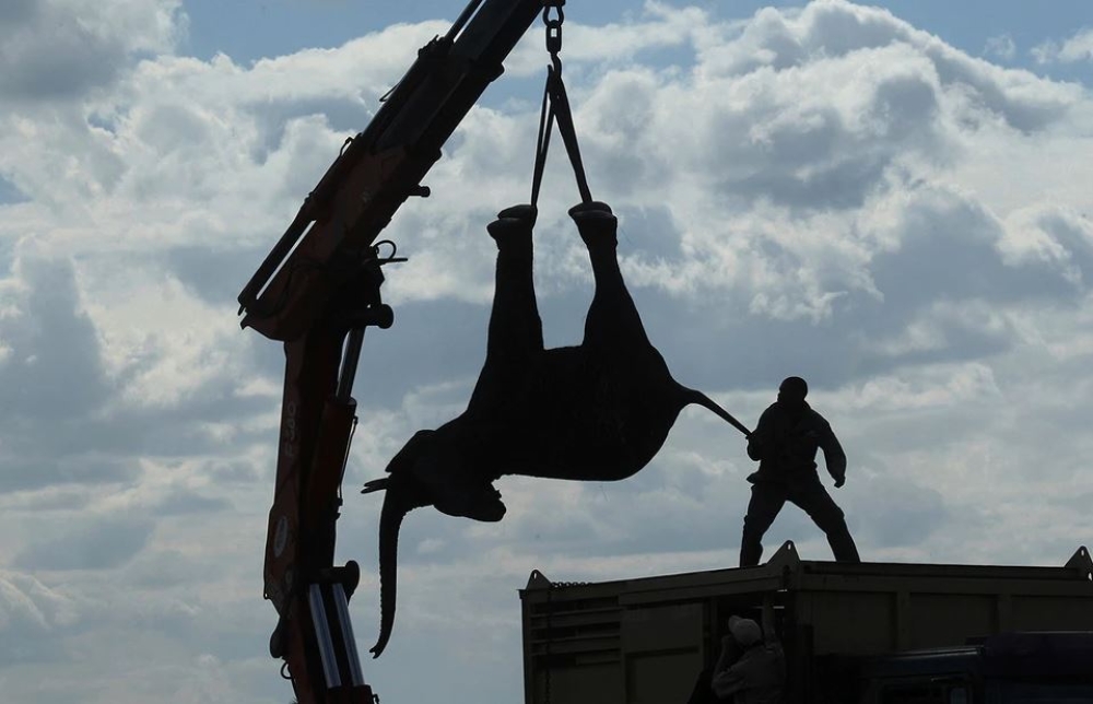 Ό&tau;&alpha;&nu; &eta; &pi;&rho;&omicron;&sigma;&tau;&alpha;&sigma;ί&alpha; &tau;&omega;&nu; &epsilon;&lambda;&epsilon;&phi;ά&nu;&tau;&omega;&nu; &mu;&epsilon;&tau;&alpha;&tau;&rho;έ&pi;&epsilon;&tau;&alpha;&iota; &sigma;&epsilon; &epsilon;&phi;&iota;ά&lambda;&tau;&eta;