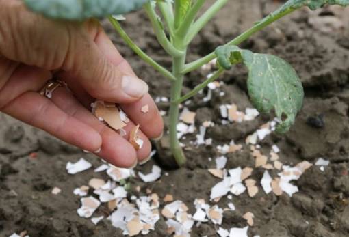 Το φυσικό λίπασμα χαρίζει έξτρα ζωή στα φυτά σου