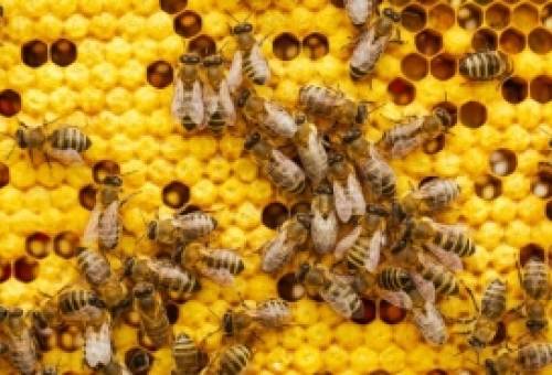 Η αλήθεια για το πού πάνε οι μέλισσες και οι σφήκες τον χειμώνα