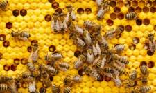 &Eta; &alpha;&lambda;ή&theta;&epsilon;&iota;&alpha; &gamma;&iota;&alpha; &tau;&omicron; &pi;&omicron;ύ &pi;ά&nu;&epsilon; &omicron;&iota; &mu;έ&lambda;&iota;&sigma;&sigma;&epsilon;&sigmaf; &kappa;&alpha;&iota; &omicron;&iota; &sigma;&phi;ή&kappa;&epsilon;&sigmaf; &tau;&omicron;&nu; &chi;&epsilon;&iota;&mu;ώ&nu;&alpha;