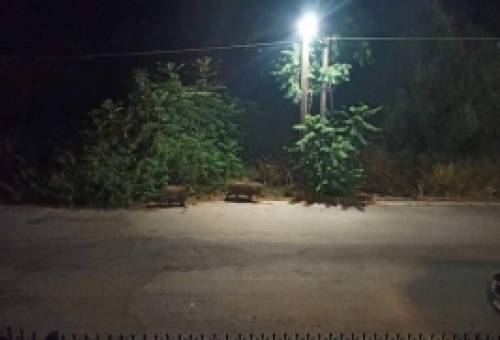 Αγριογούρουνα βγήκαν… βόλτα στο Γύθειο