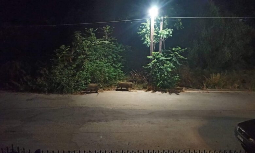 Αγριογούρουνα βγήκαν… βόλτα στο Γύθειο