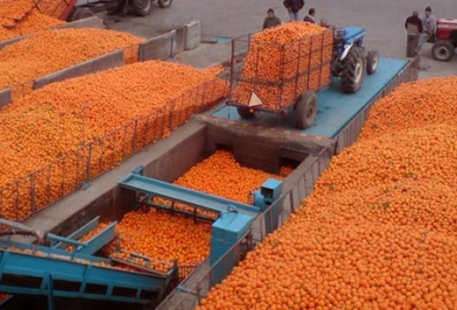 Δωρεά σε ρωσικό μοναστήρι τα πορτοκάλια που γύρισαν λόγω εμπάργκο