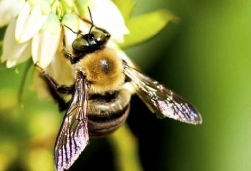 Τρόφιμα: Τα 1/3 των ειδών που τρώμε είναι σε κίνδυνο