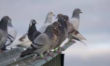 &Alpha;&lambda;&epsilon;&xi;&alpha;&nu;&delta;&rho;&omicron;ύ&pi;&omicron;&lambda;&eta;: &Pi;&alpha;&nu;&epsilon;&lambda;&lambda;ή&nu;&iota;&omicron; &pi;&rho;&omega;&tau;ά&theta;&lambda;&eta;&mu;&alpha;... 5.800 &tau;&alpha;&xi;&iota;&delta;&iota;&omega;&tau;&iota;&kappa;ώ&nu; &pi;&epsilon;&rho;&iota;&sigma;&tau;&epsilon;&rho;&iota;ώ&nu;