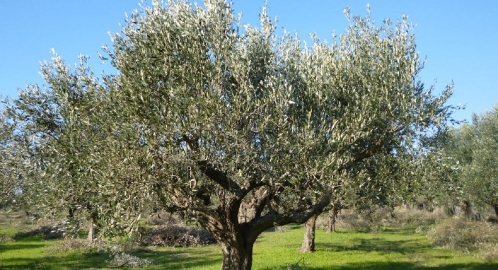Τελειώνει ο χρόνος για το Λάγιο Κροκεών