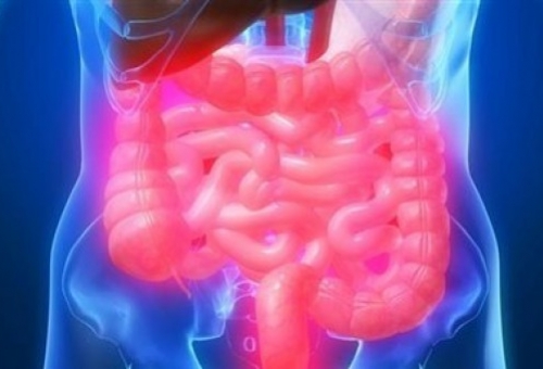 Ερευνητές πέτυχαν τη δημιουργία ανθρώπινου εντέρου σε πειραματικό περιβάλλον