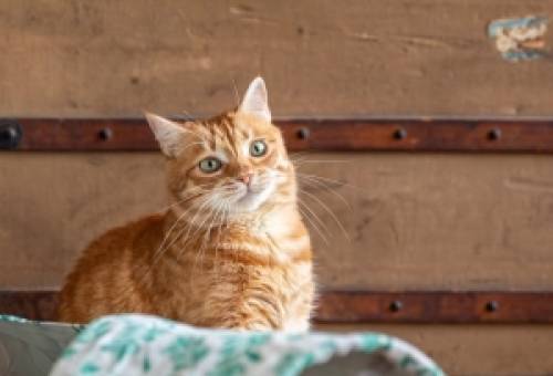 Οι γάτες έγιναν συντροφιά μας πολύ πιο αργά από ό,τι νομίζετε