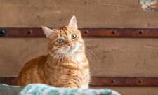 Οι γάτες έγιναν συντροφιά μας πολύ πιο αργά από ό,τι νομίζετε