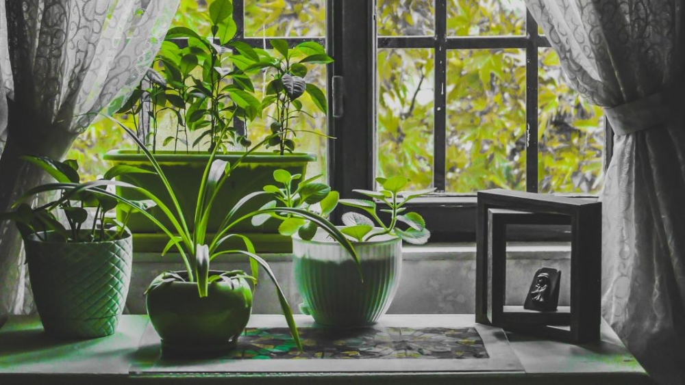 &Pi;ώ&sigmaf; &theta;&alpha; &epsilon;&pi;&iota;&beta;&iota;ώ&sigma;&omicron;&upsilon;&nu; &tau;&alpha; &phi;&upsilon;&tau;ά &sigma;&omicron;&upsilon; ό&sigma;&omicron; &lambda;&epsilon;ί&pi;&epsilon;&iota;&sigmaf; &sigma;&epsilon; &delta;&iota;&alpha;&kappa;&omicron;&pi;έ&sigmaf;