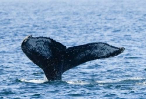 Λιγότερες φάλαινες στον Νότιο Ωκεανό προβληματίζουν τους επιστήμονες