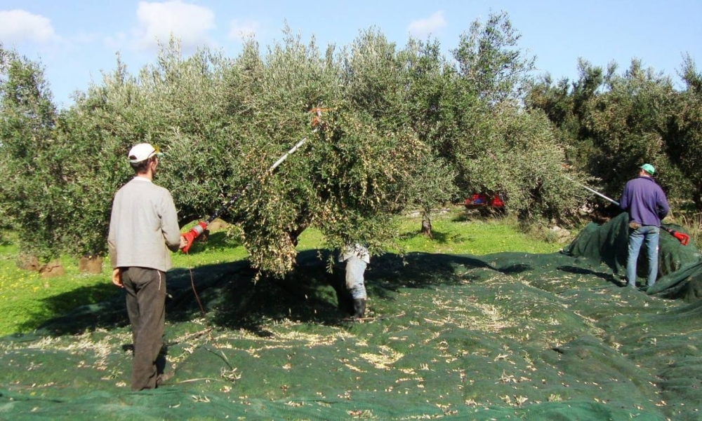 &Sigma;&upsilon;&nu;&epsilon;&rho;&gamma;&alpha;&sigma;ί&alpha; &gamma;&iota;&alpha; &tau;&eta;&nu; έ&nu;&tau;&alpha;&xi;&eta; &mu;&epsilon;&tau;&alpha;&nu;&alpha;&sigma;&tau;ώ&nu; &sigma;&tau;&omicron;&nu; &Pi;&rho;&omega;&tau;&omicron;&gamma;&epsilon;&nu;ή &Tau;&omicron;&mu;έ&alpha; &tau;&eta;&sigmaf; &Lambda;&alpha;&kappa;&omega;&nu;ί&alpha;&sigmaf;