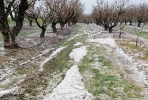 Εγκρίθηκαν οι αναγγελίες ζημιών από το χαλάζι στον Δ. Ευρώτα