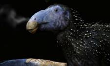 &Alpha;&nu;&alpha;&kappa;&alpha;&lambda;ύ&phi;&theta;&eta;&kappa;&epsilon; ά&gamma;&nu;&omega;&sigma;&tau;&omicron; &epsilon;ί&delta;&omicron;&sigmaf; &delta;&epsilon;&iota;&nu;&omicron;&sigma;&alpha;ύ&rho;&omicron;&upsilon; &sigma;&tau;&eta;&nu; &Kappa;ί&nu;&alpha;