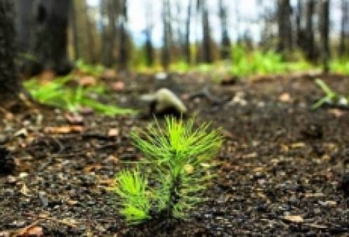 Ελεγκτικό Συνέδριο: «Κίτρινες κάρτες» για τις αναδασώσεις