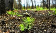 Ελεγκτικό Συνέδριο: «Κίτρινες κάρτες» για τις αναδασώσεις