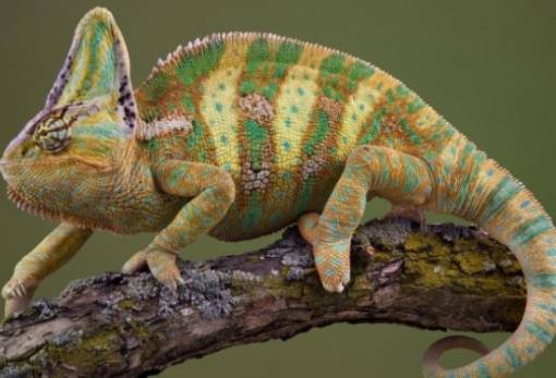 Άμεσος κίνδυνος εξαφάνισης για ερπετά, έντομα και ωκεάνια είδη