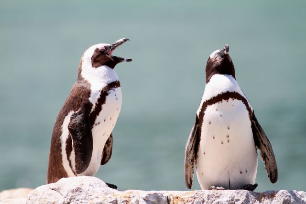 &Omicron;&iota; &alpha;&phi;&rho;&iota;&kappa;&alpha;&nu;&iota;&kappa;&omicron;ί &pi;&iota;&gamma;&kappa;&omicron;&upsilon;ί&nu;&omicron;&iota; ί&sigma;&omega;&sigmaf; &epsilon;&xi;&alpha;&phi;&alpha;&nu;&iota;&sigma;&tau;&omicron;ύ&nu; &mu;έ&chi;&rho;&iota; &tau;&omicron; 2035