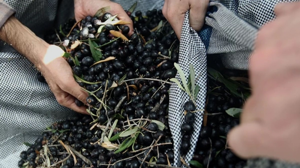 Στο πλευρό των παραγωγών ελιάς Καλαμών το Δημοτικό Συμβούλιο Ευρώτα