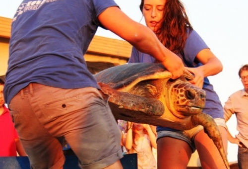 Απελευθέρωση θαλάσσιας χελώνας στην παραλία Ρωμανού
