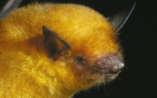 &Alpha;&nu;&alpha;&kappa;&alpha;&lambda;ύ&phi;&theta;&eta;&kappa;&epsilon; &eta; &chi;&rho;&upsilon;&sigma;ή &nu;&upsilon;&chi;&tau;&epsilon;&rho;ί&delta;&alpha; &tau;&omicron;&upsilon; &Mu;ί&delta;&alpha;