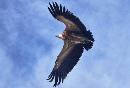 Το νέο πέταγμα προς την ελευθερία