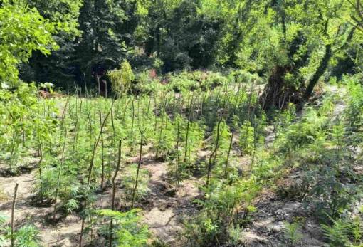 Η Λακωνία σε τρίγωνο ναρκωτικών με κοινό «εγκέφαλο»