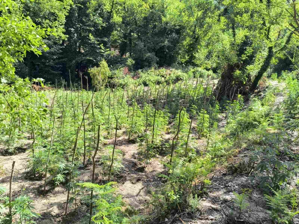 Η Λακωνία σε τρίγωνο ναρκωτικών με κοινό «εγκέφαλο»